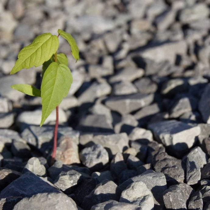 Are You A Stony Ground Hearer?