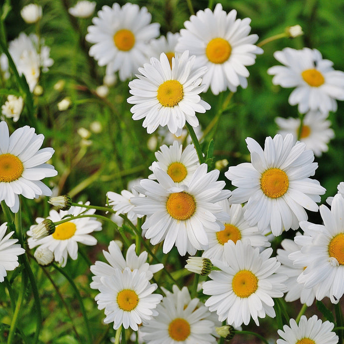 Healthy Plant: Wild Daisy Vs infectious Diseases